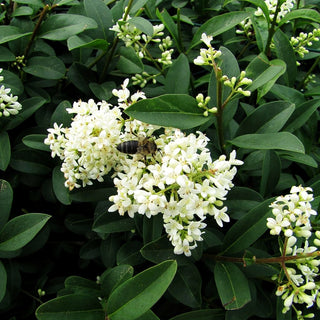 Immergrüner Hecken-Liguster 'Atrovirens' (Ligustrum vulgare)