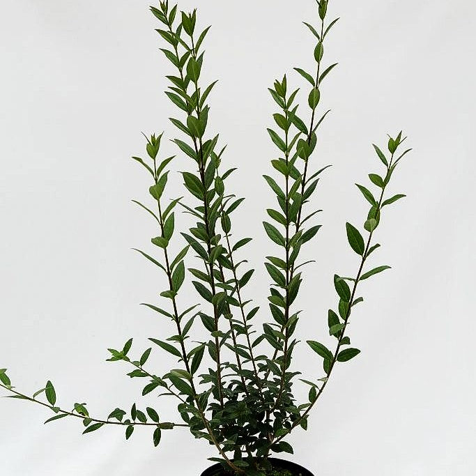 Immergrüner Hecken-Liguster 'Atrovirens' (Ligustrum vulgare)