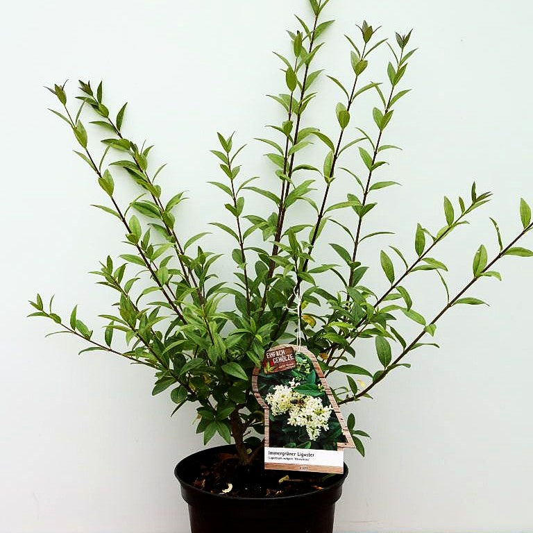 Immergrüner Hecken-Liguster 'Atrovirens' (Ligustrum vulgare)