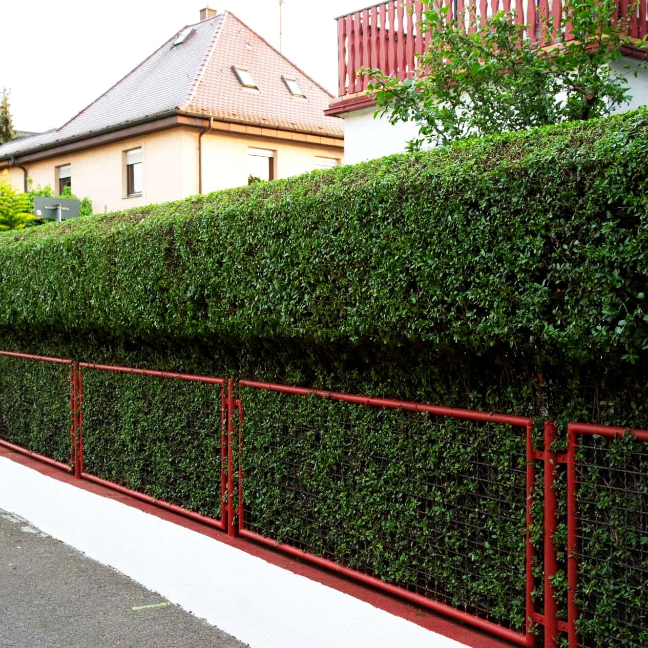 Immergrüner Hecken-Liguster 'Atrovirens' (Ligustrum vulgare)