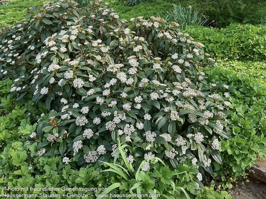 Immergrüner Kissen-Schneeball (Viburnum davidii)