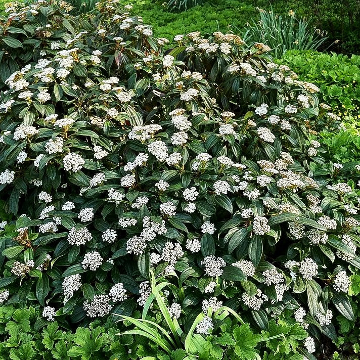 Immergrüner Kissen-Schneeball (Viburnum davidii)