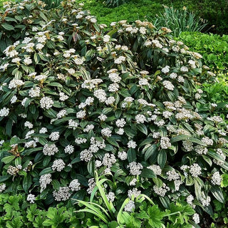Immergrüner Kissen-Schneeball (Viburnum davidii)