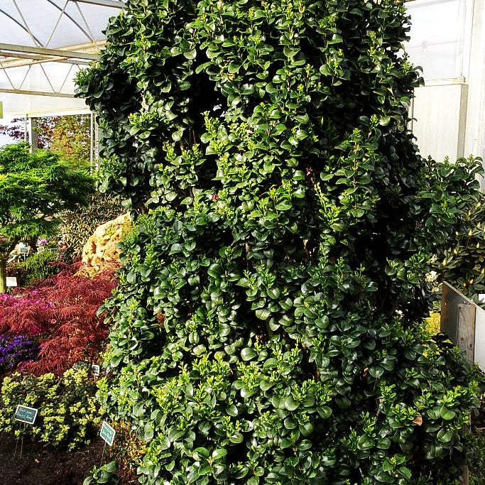 Immergrüner Liguster 'Rotundifolium' (Ligustrum japonicum)