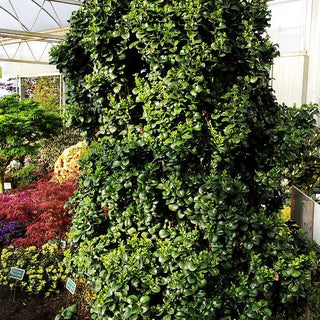 Immergrüner Liguster 'Rotundifolium' (Ligustrum japonicum)