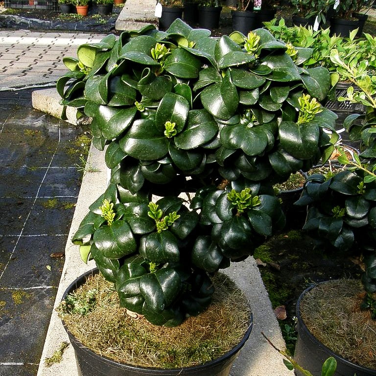 Immergrüner Liguster 'Rotundifolium' (Ligustrum japonicum)