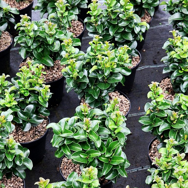 Immergrüner Liguster 'Rotundifolium' (Ligustrum japonicum)