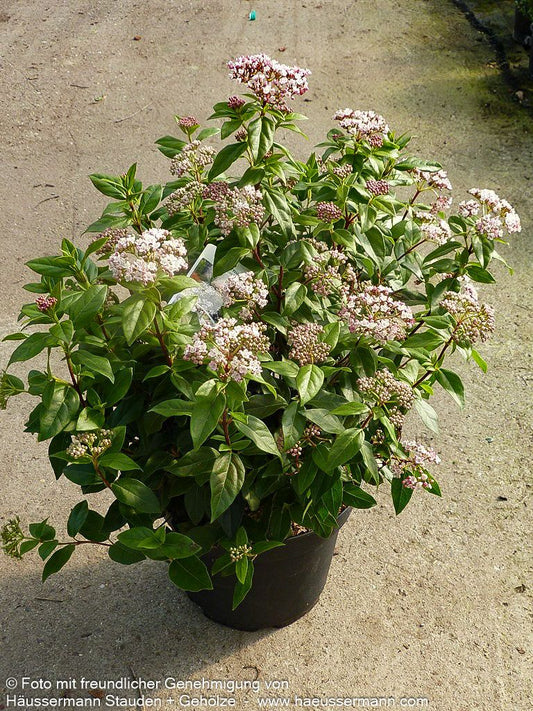 Immergrüner Schneeball 'Eve Price' (Viburnum tinus)