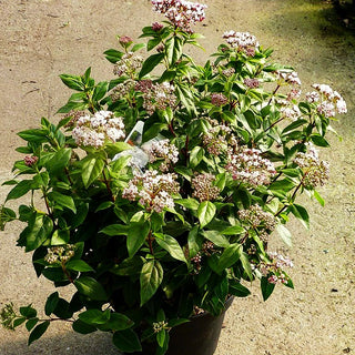 Immergrüner Schneeball 'Eve Price' (Viburnum tinus)