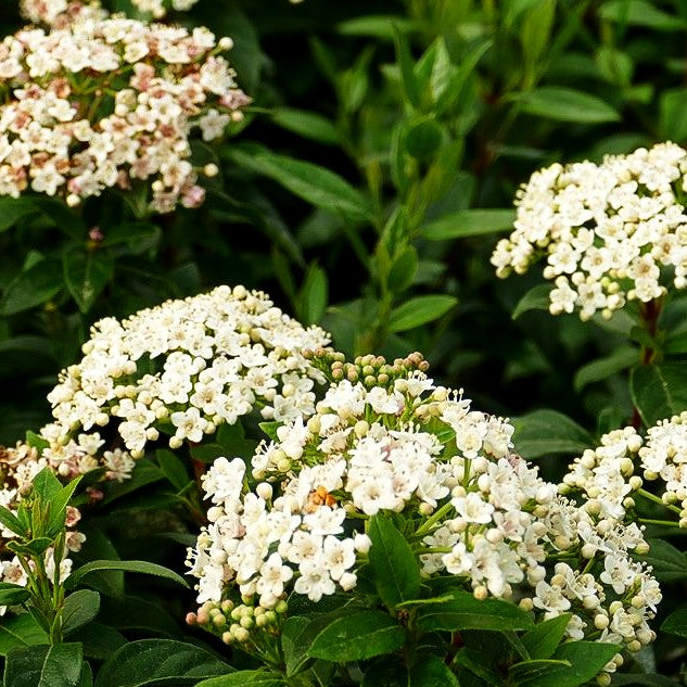 Immergrüner Schneeball 'Eve Price' (Viburnum tinus)