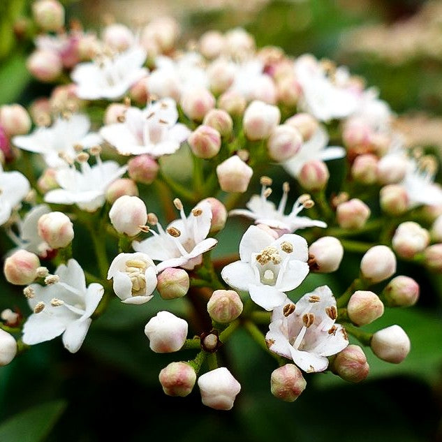 Immergrüner Schneeball 'Eve Price' (Viburnum tinus)