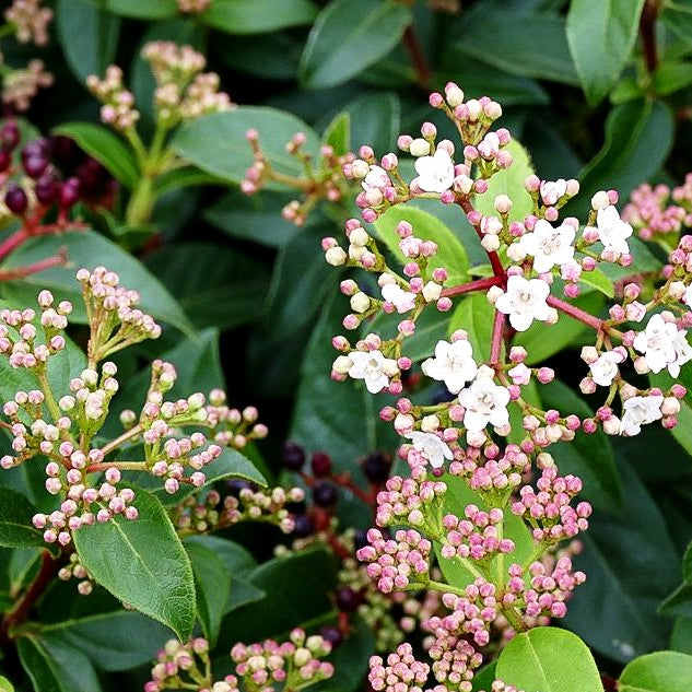 Immergrüner Schneeball 'Eve Price' (Viburnum tinus)