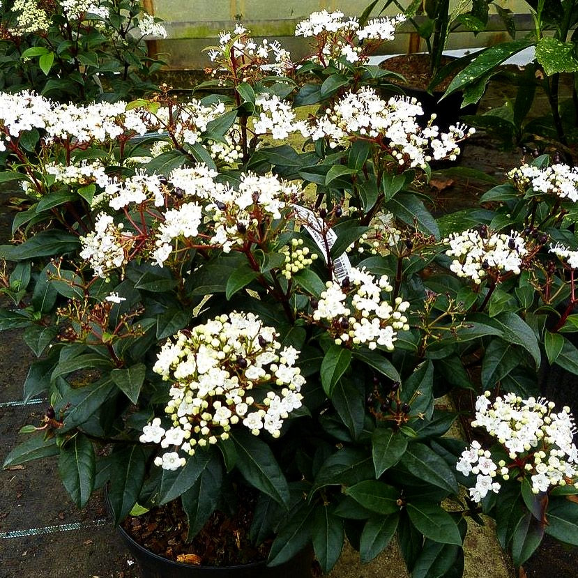 Immergrüner Schneeball 'Lucidum' (Viburnum tinus)