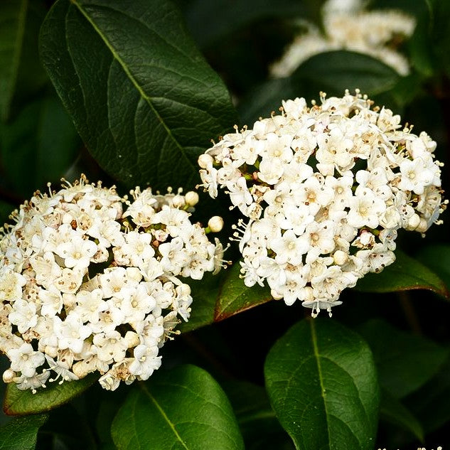 Immergrüner Schneeball 'Purpureum' (Viburnum tinus)