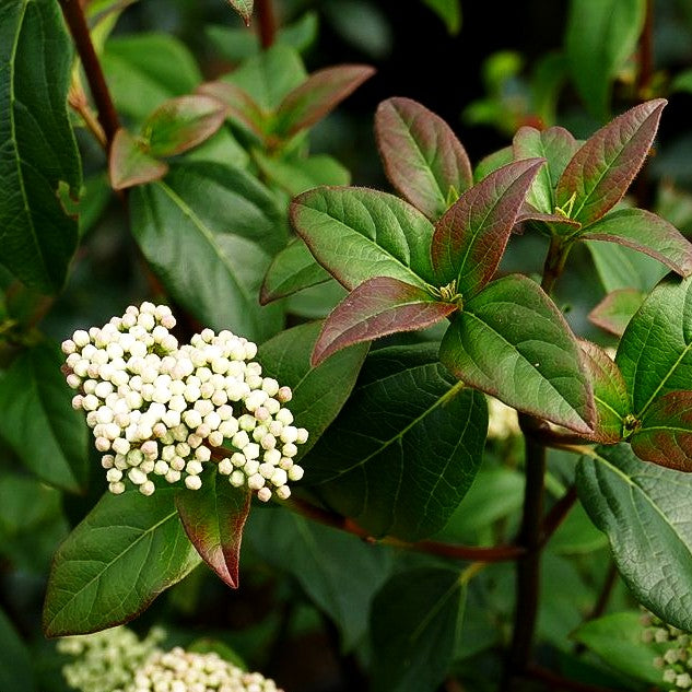Immergrüner Schneeball 'Purpureum' (Viburnum tinus)