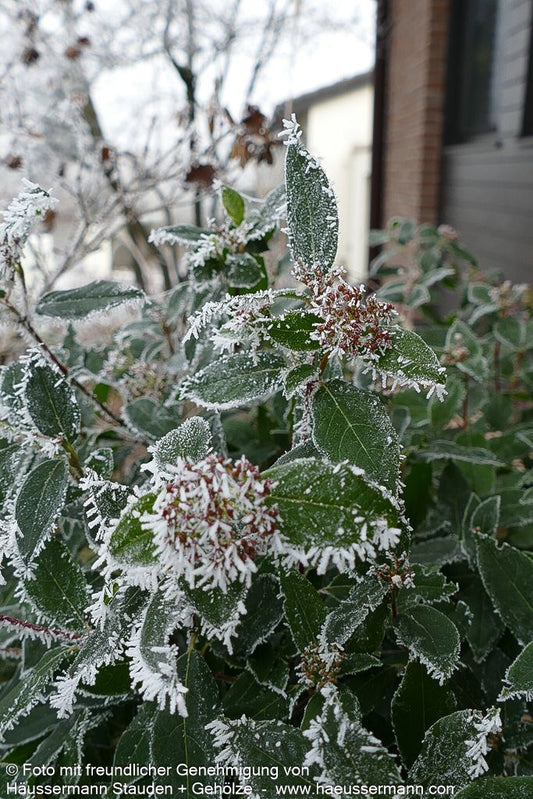 Immergrüner Schneeball (Viburnum tinus)