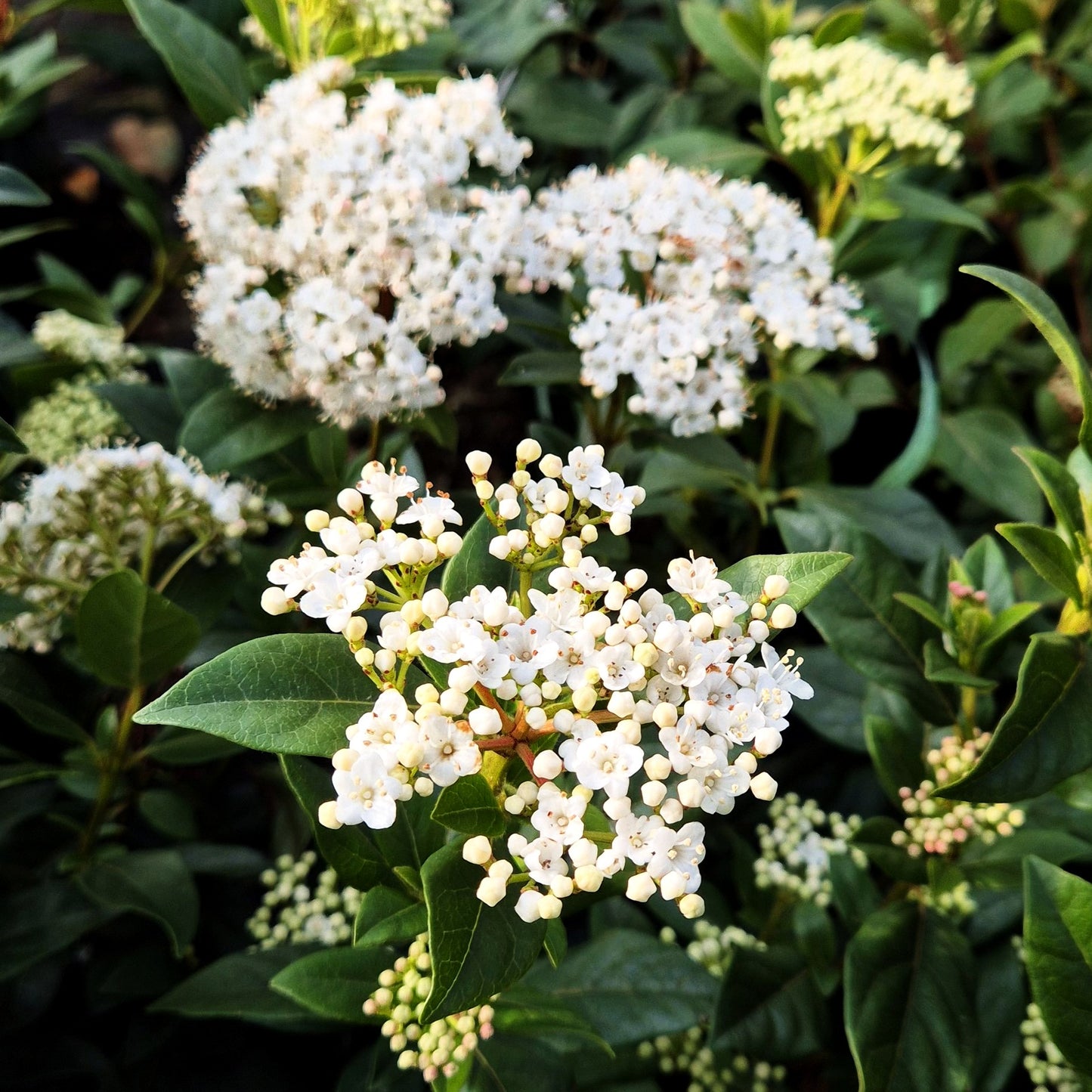 Immergrüner Schneeball (Viburnum tinus)