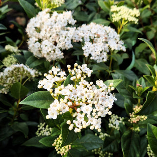 Immergrüner Schneeball (Viburnum tinus)