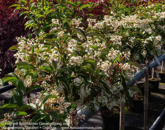 Immergrüner Schneeball 'Winton' (Viburnum hillieri)