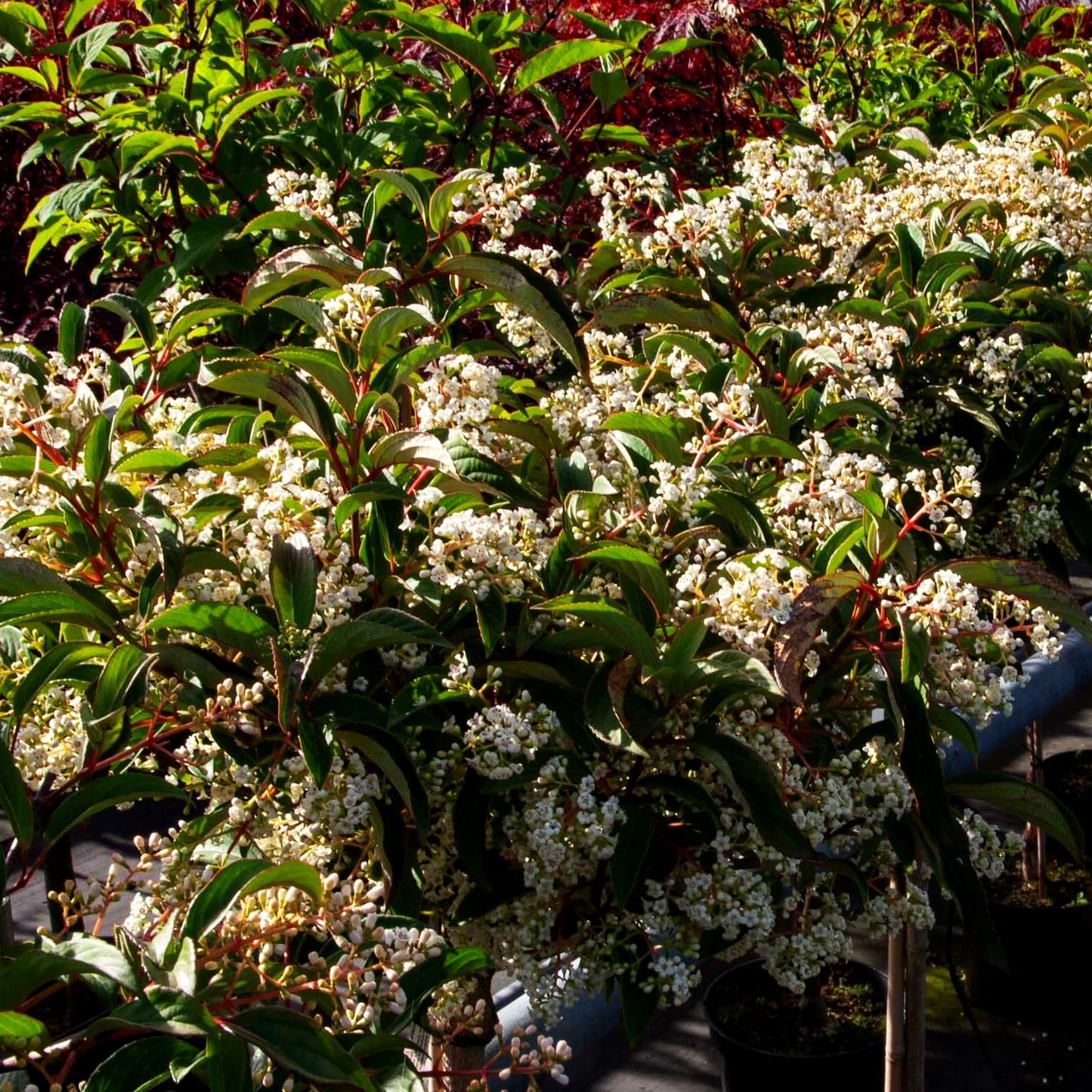 Immergrüner Schneeball 'Winton' (Viburnum hillieri)