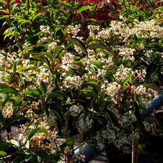 Immergrüner Schneeball 'Winton' (Viburnum hillieri)