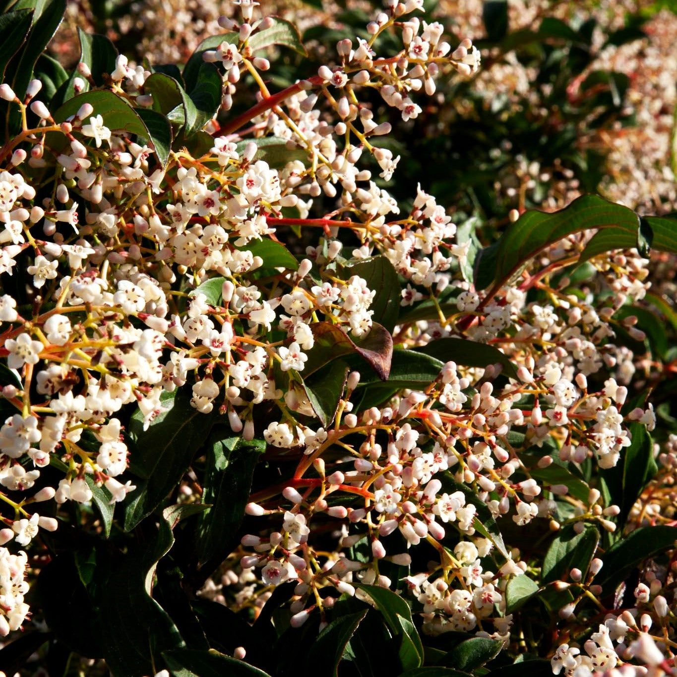 Immergrüner Schneeball 'Winton' (Viburnum hillieri)