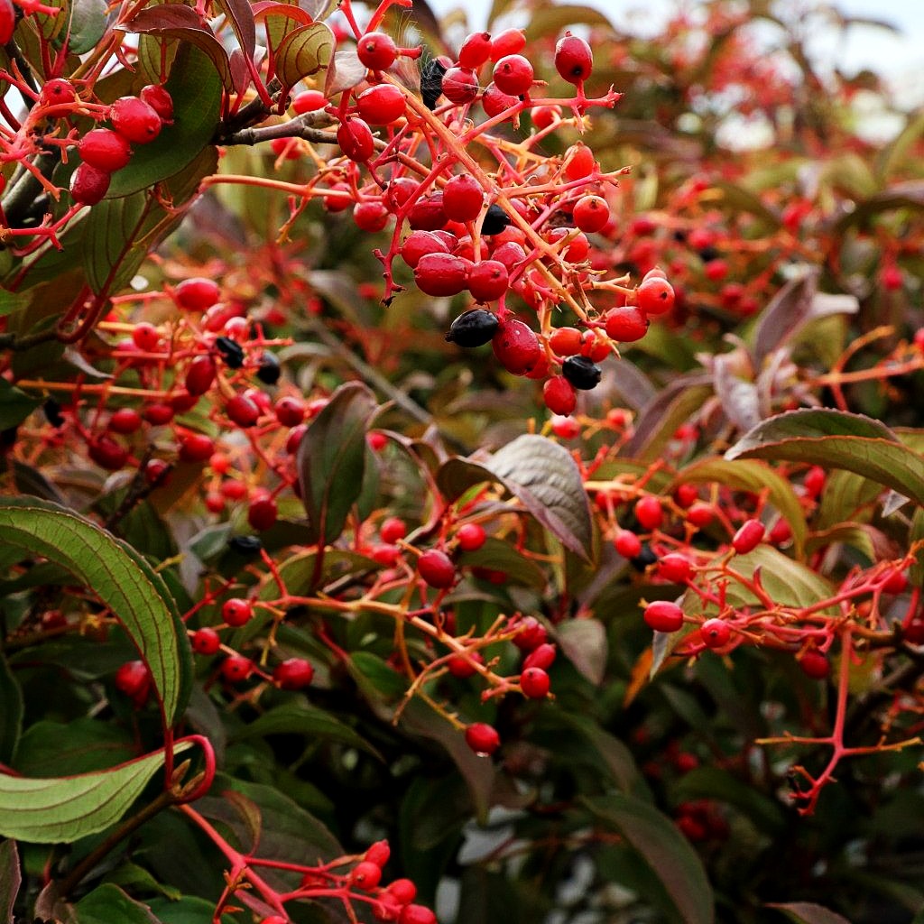 Immergrüner Schneeball 'Winton' (Viburnum hillieri)