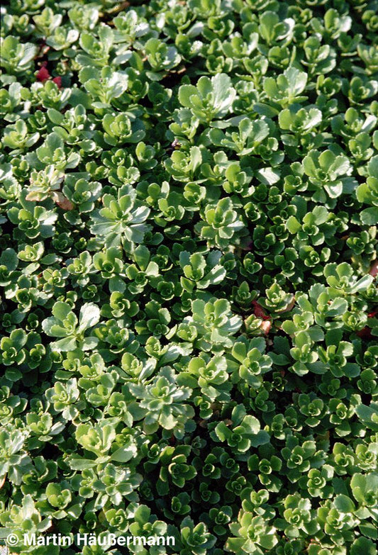 Immergrünes Fettblatt 'Immergrünchen' (Sedum hybridum)