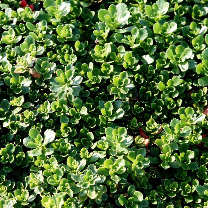 Immergrünes Fettblatt 'Immergrünchen' (Sedum hybridum)