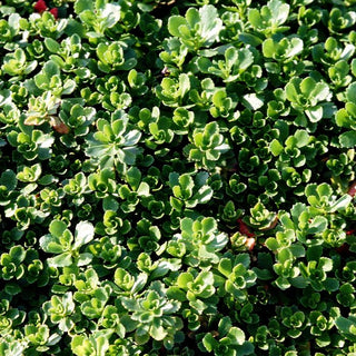 Immergrünes Fettblatt 'Immergrünchen' (Sedum hybridum)