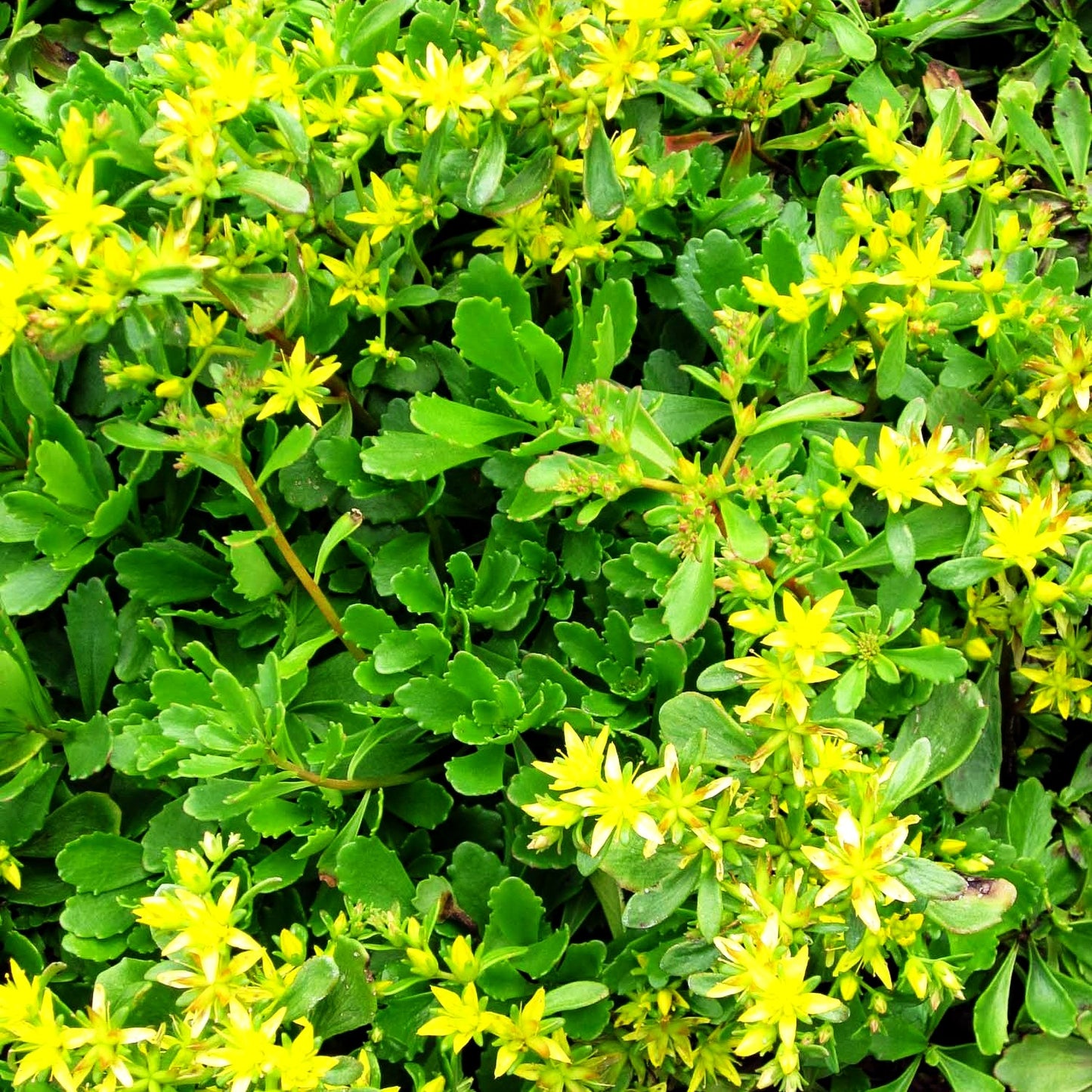 Immergrünes Fettblatt 'Immergrünchen' (Sedum hybridum)