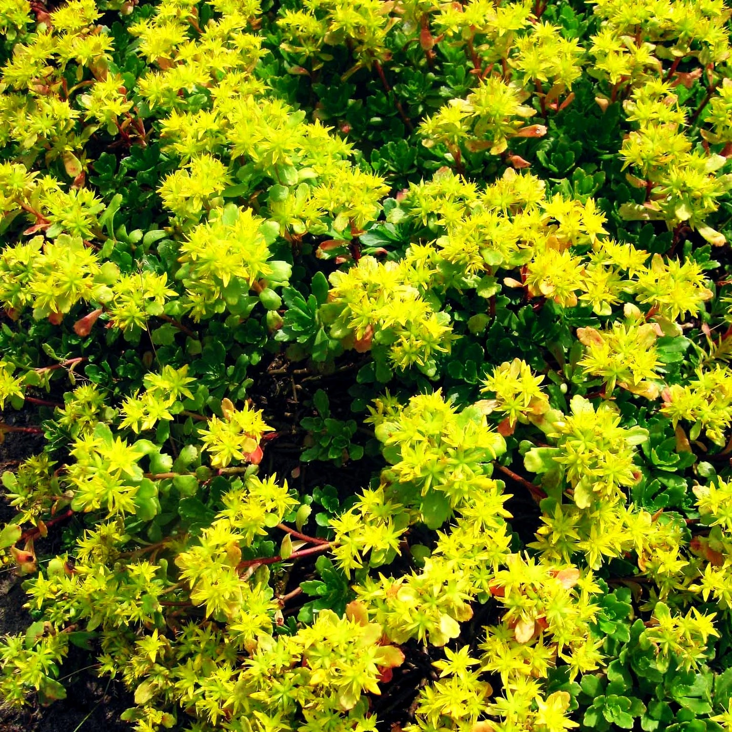 Immergrünes Fettblatt 'Immergrünchen' (Sedum hybridum)