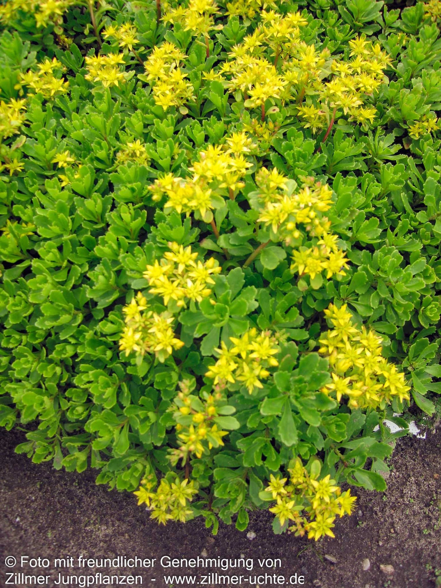 Immergrünes Fettblatt 'Immergrünchen' (Sedum hybridum)