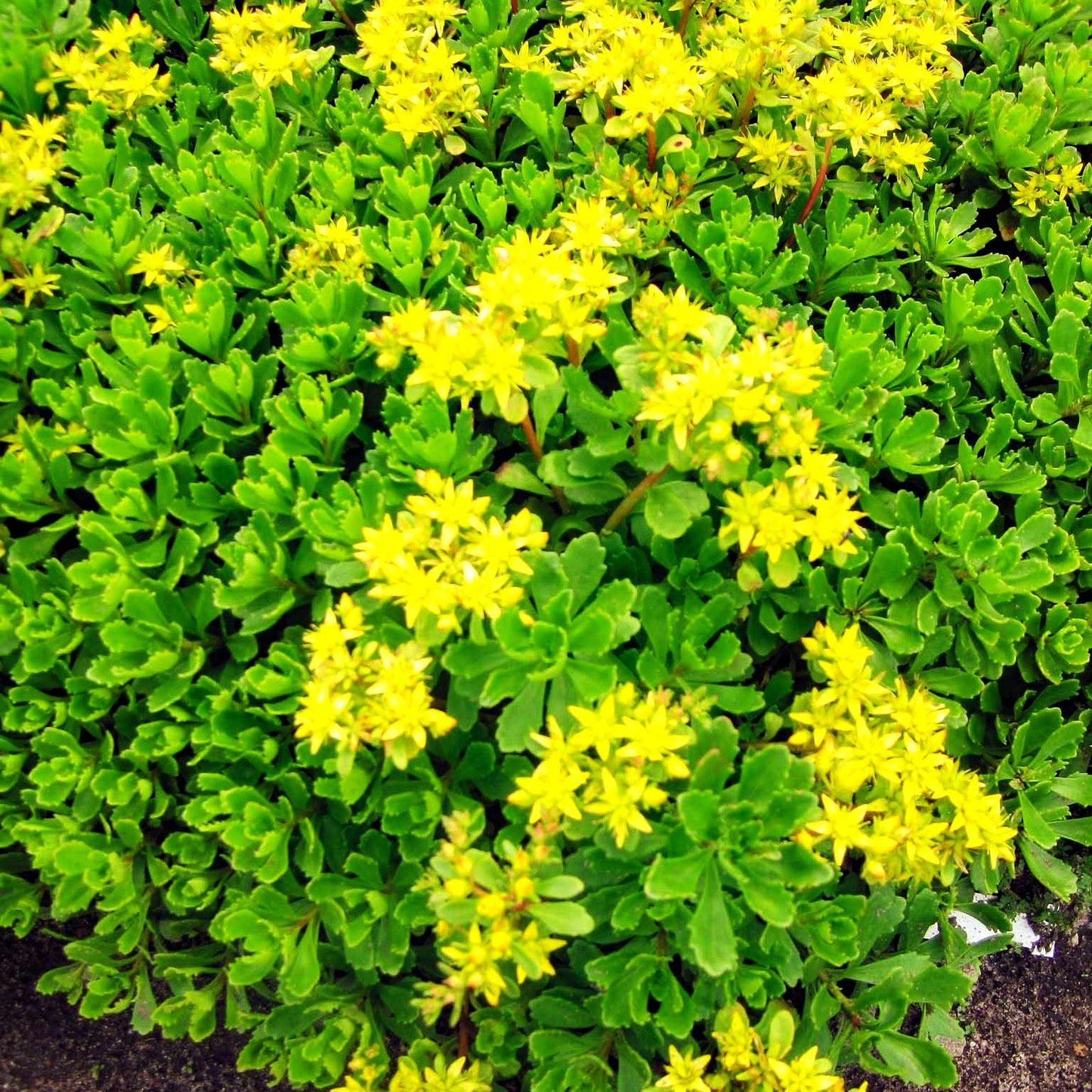 Immergrünes Fettblatt 'Immergrünchen' (Sedum hybridum)