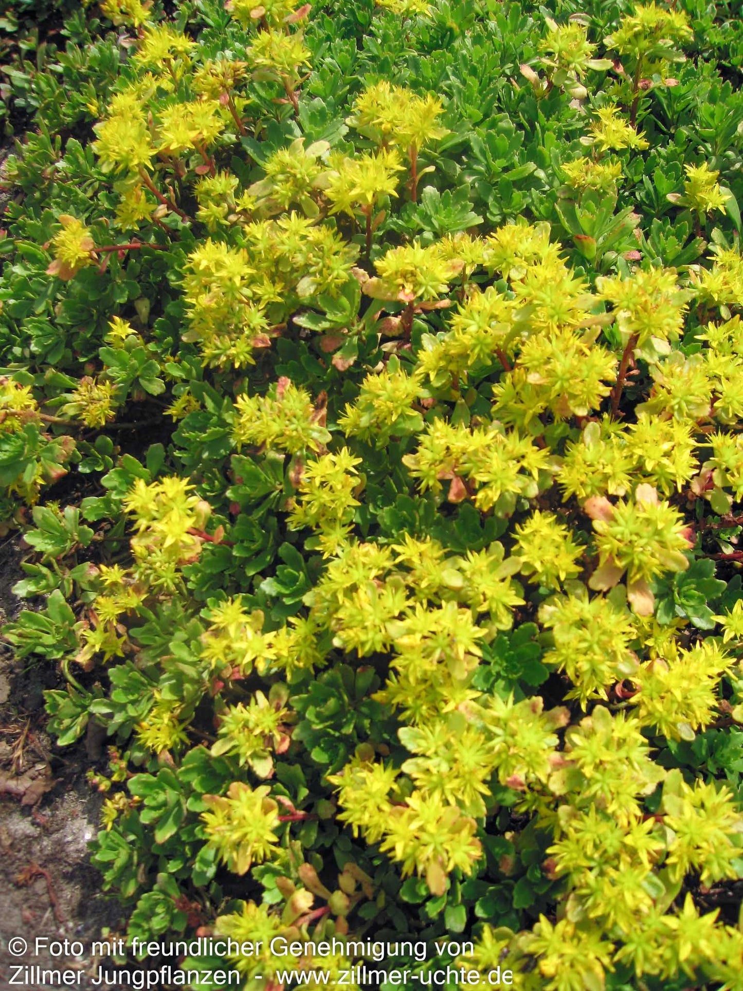 Immergrünes Fettblatt 'Immergrünchen' (Sedum hybridum)