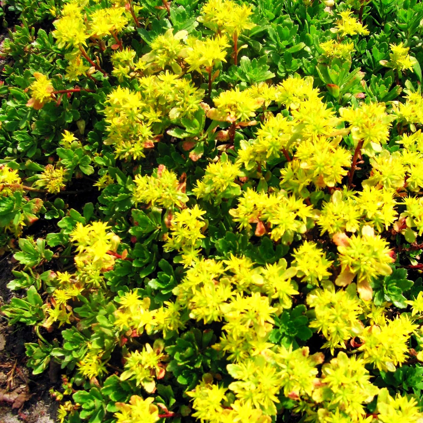 Immergrünes Fettblatt 'Immergrünchen' (Sedum hybridum)