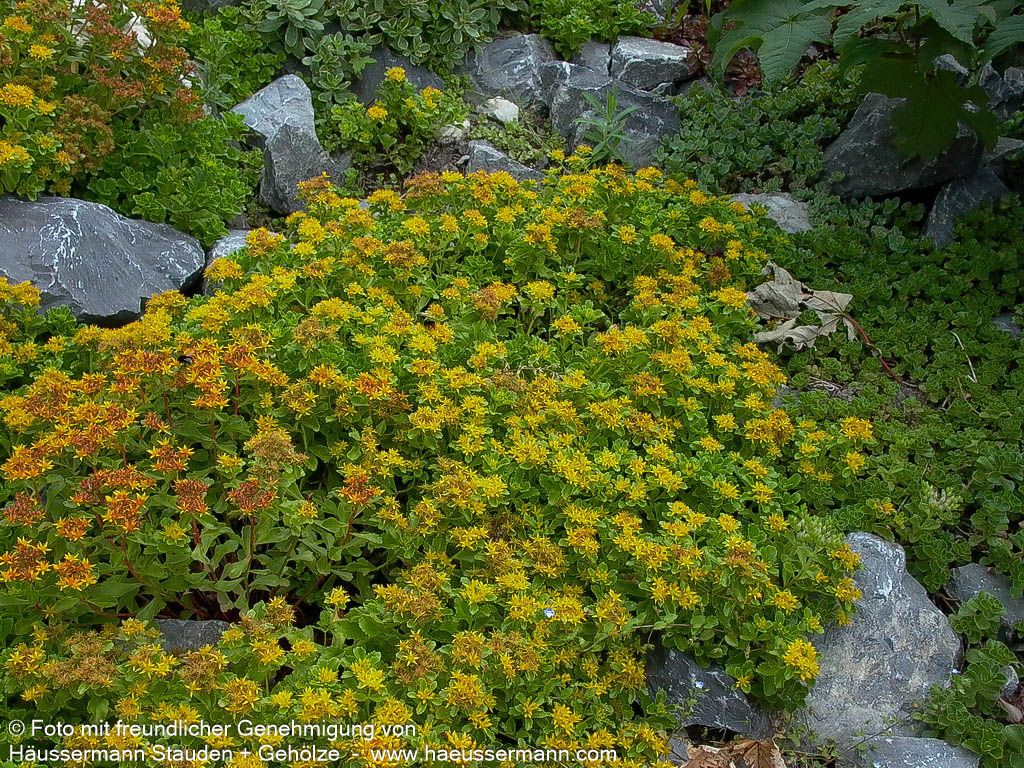 Immergrünes Fettblatt 'Immergrünchen' (Sedum hybridum)