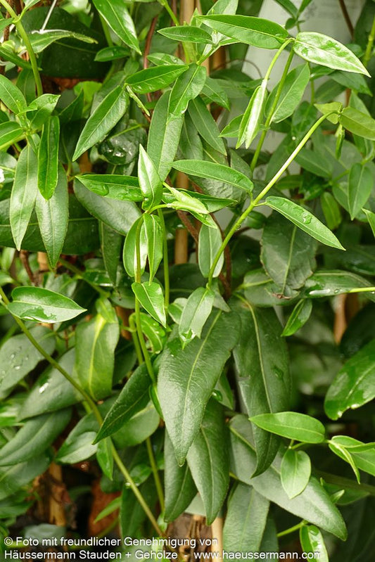 Immergrünes Geißblatt (Lonicera henryi)