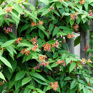 Immergrünes Geißblatt (Lonicera henryi)
