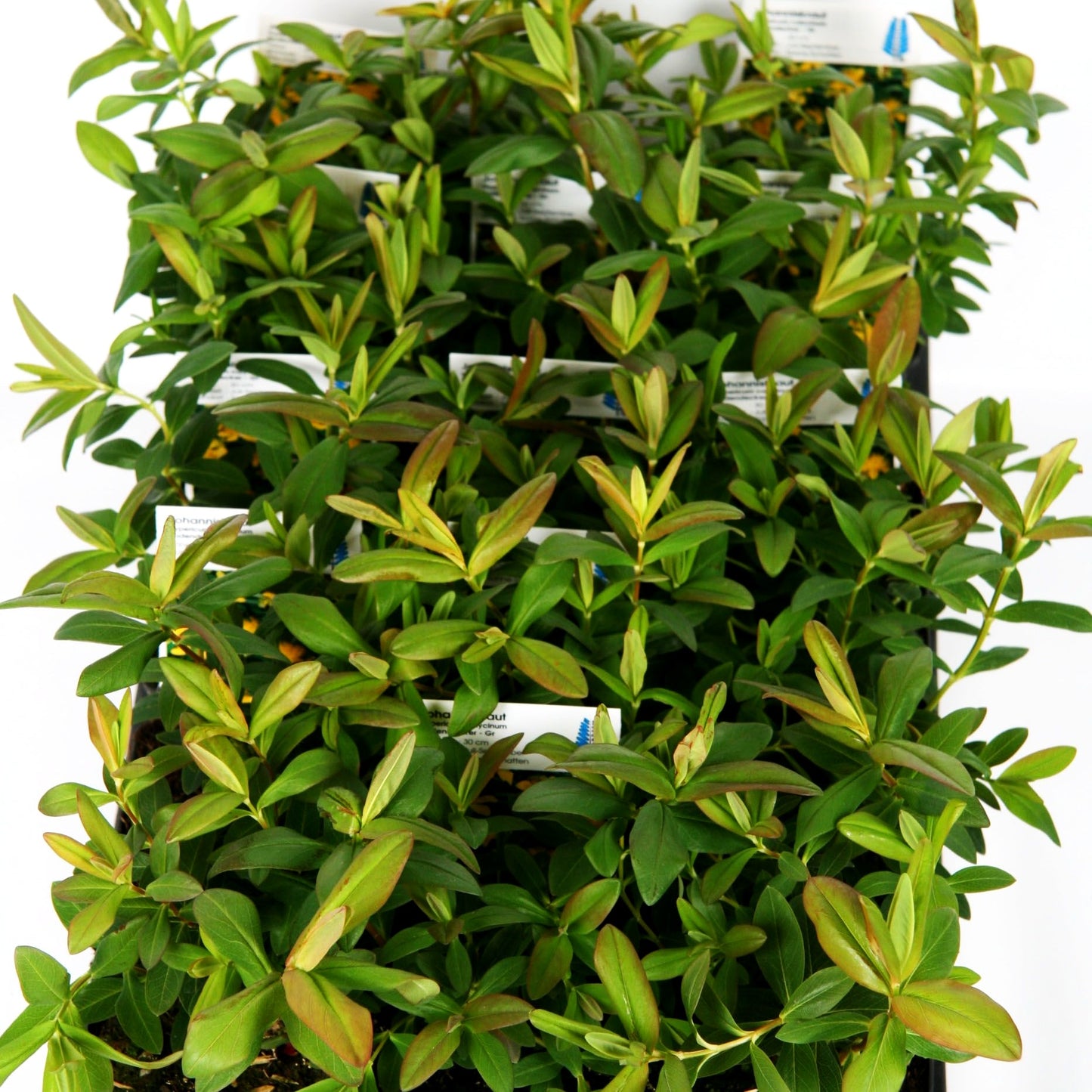 Immergrünes Johanniskraut (Hypericum calycinum)
