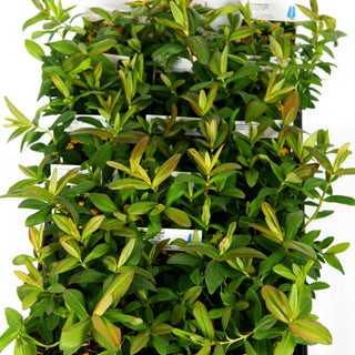 Immergrünes Johanniskraut (Hypericum calycinum)