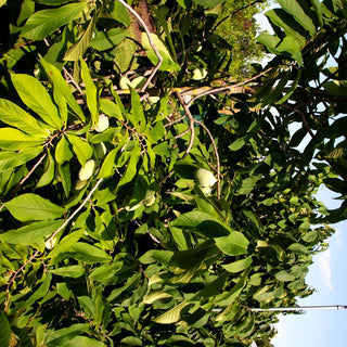 Indianerbanane, Dreilappige Pawpaw (Asimina triloba)
