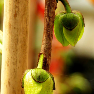 Indianerbanane, Dreilappige Pawpaw 'Overleese' (Asimina triloba)
