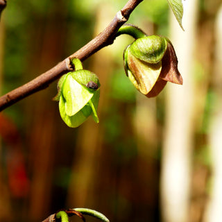 Indianerbanane, Dreilappige Pawpaw 'Prima 1216' (Asimina triloba)