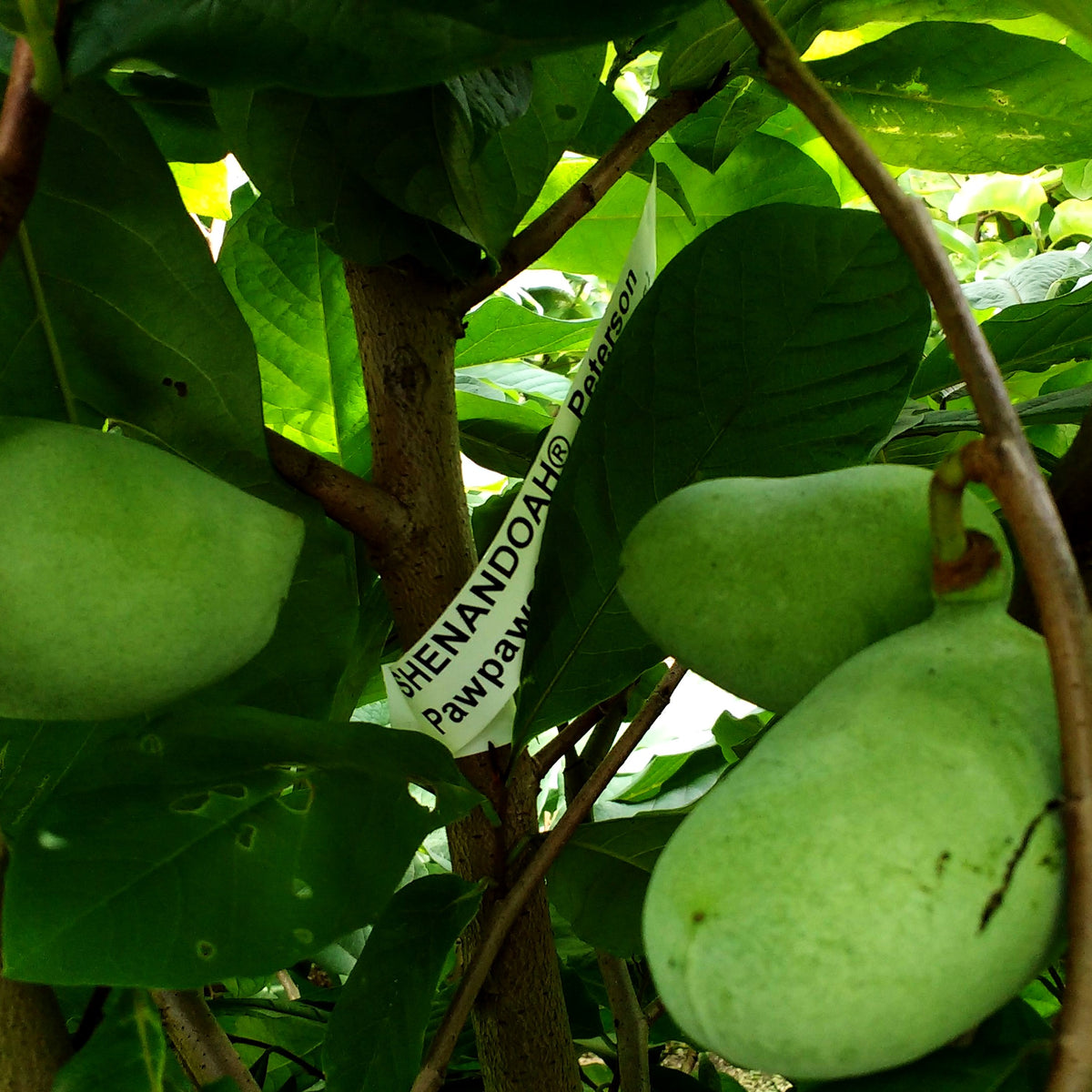 Indianerbanane, Dreilappige Pawpaw 'Shenandoah' (Asimina triloba)