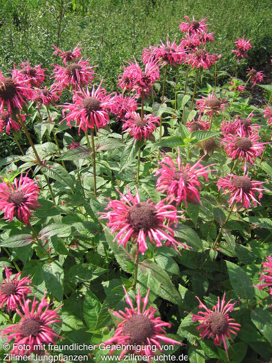 Indianernessel 'Balance' (Monarda fistulosa)