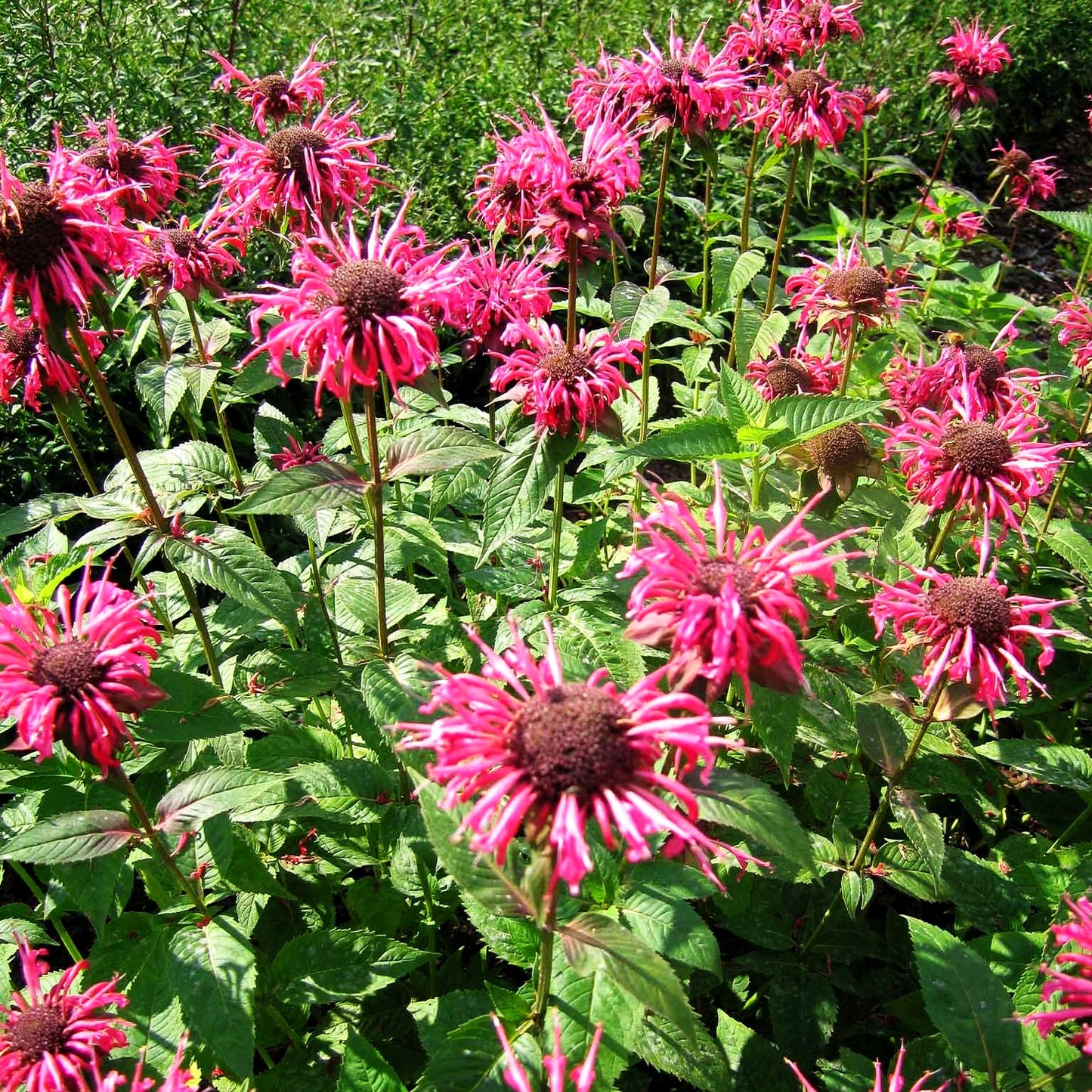 Indianernessel 'Balance' (Monarda fistulosa)