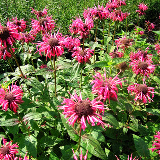 Indianernessel 'Balance' (Monarda fistulosa)