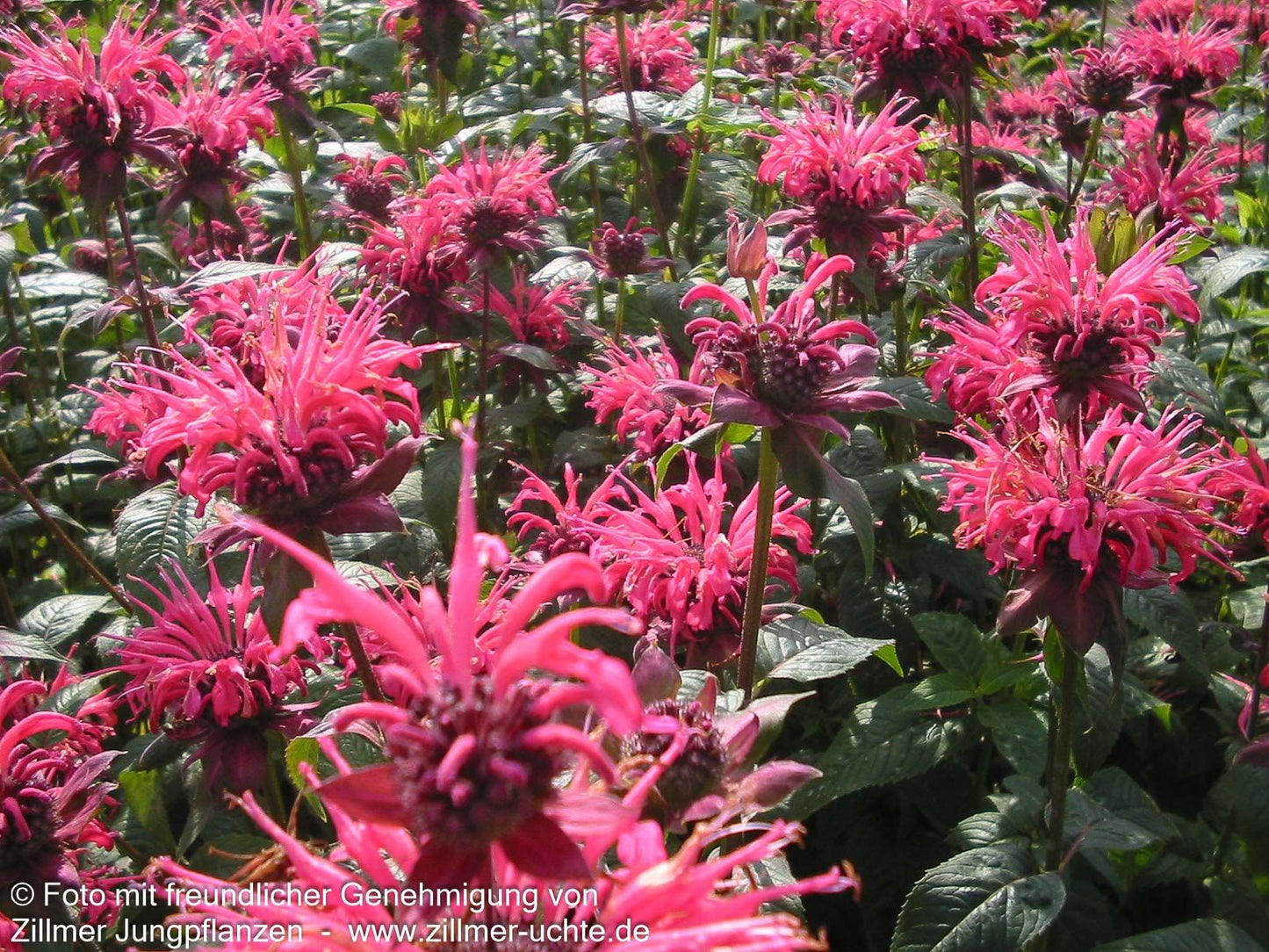 Indianernessel 'Balance' (Monarda fistulosa)