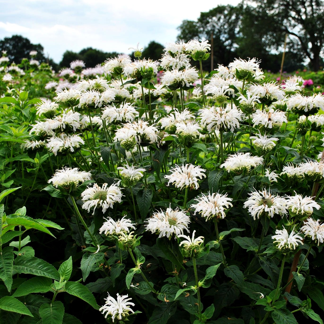 Indianernessel 'Bee-Bright' (Monarda fistulosa)